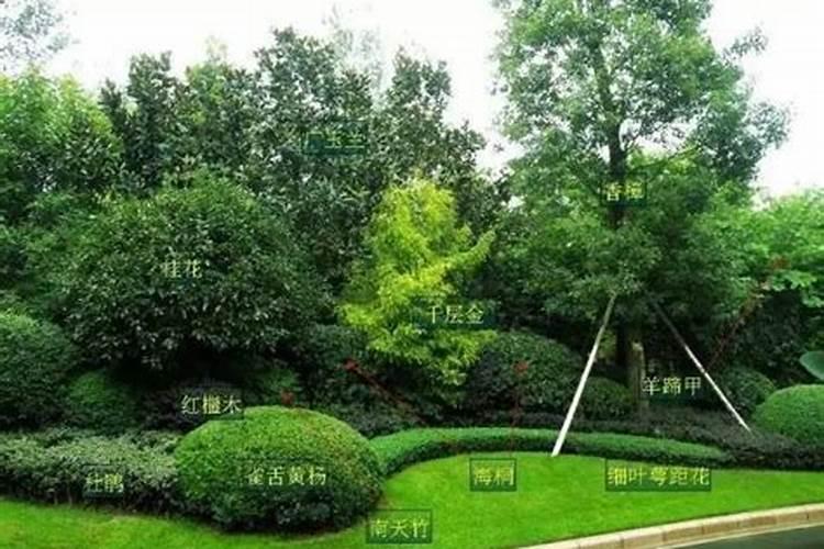 叶面肥钙尔美什么时间喷吸收最好