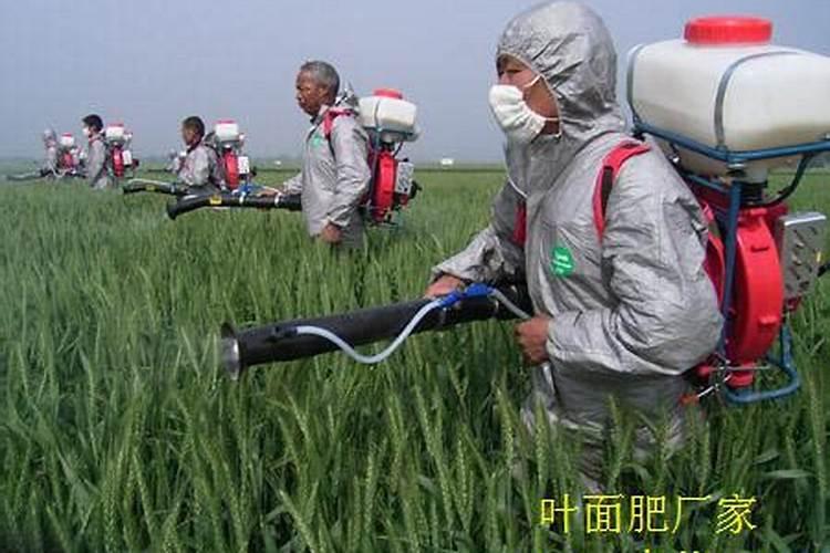 小麦三防是指哪三防,小麦三防一喷打几遍