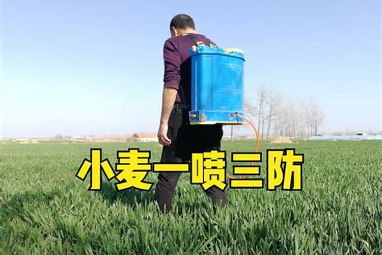 小麦一喷三防最后一遍用药明细