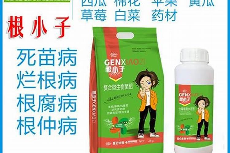 发财树夏天可以施肥吗,发财树夏天怎么施肥(半个月一次)