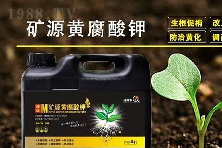 柑橘进入花蕾期,对水肥的使用都有哪些要求？