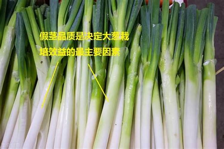 大葱用什么肥料长得最好