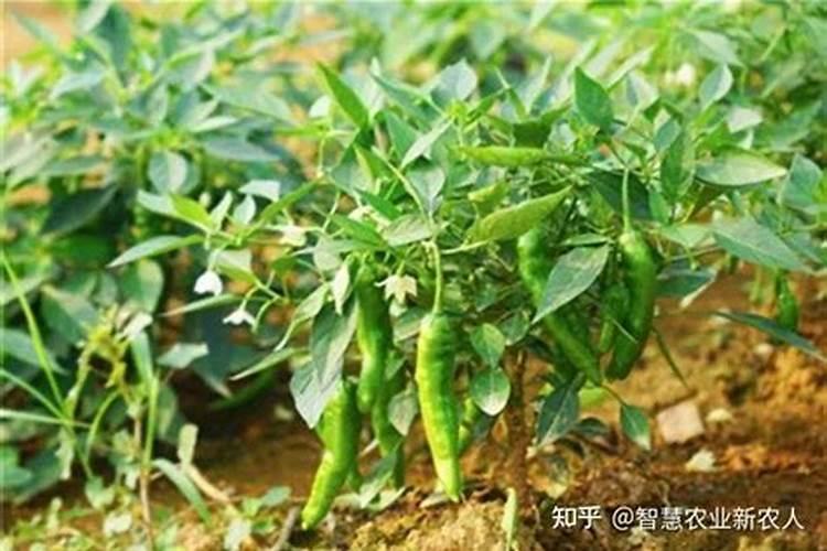 什么是磷肥磷肥的主要作用有哪些
