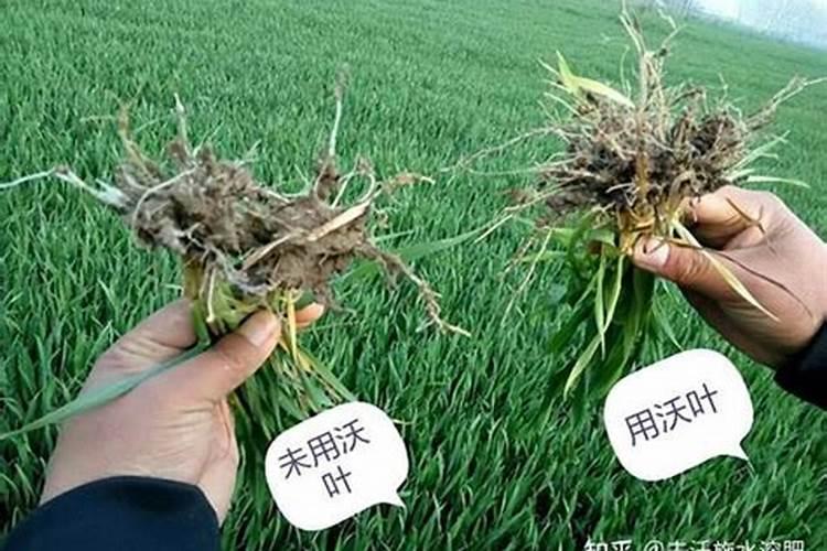 颗粒硼肥什么牌子的好
