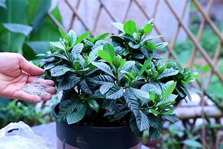栀子花施什么肥好