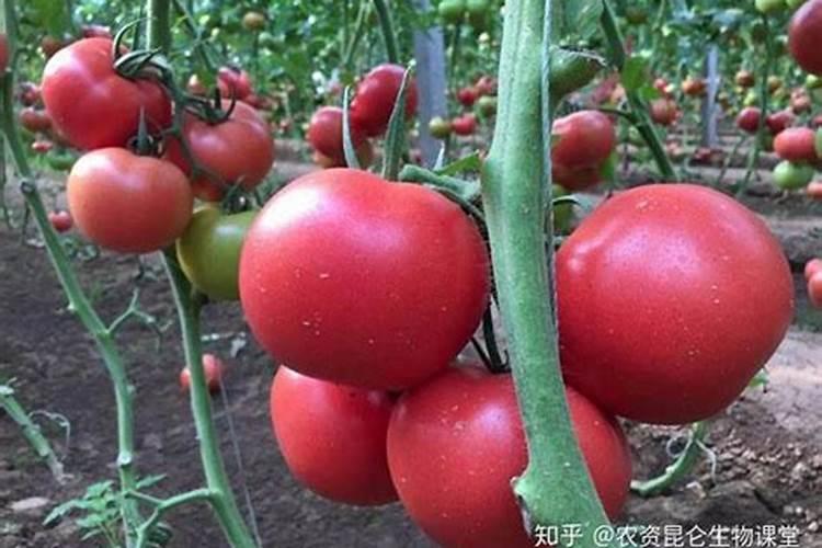 葡萄何时施肥施什么肥