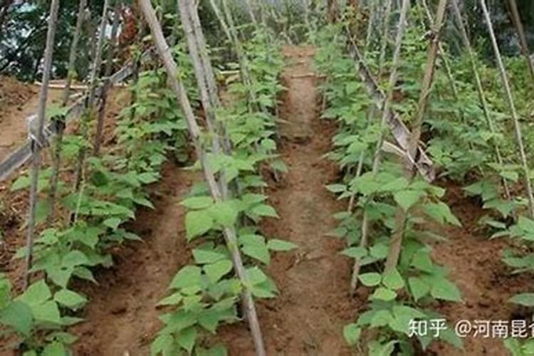 葡萄硼肥什么时候打最好？开花前？还是花期打？