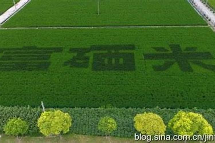 盘锦大米主要品种及特点 盘锦大米的种植技术