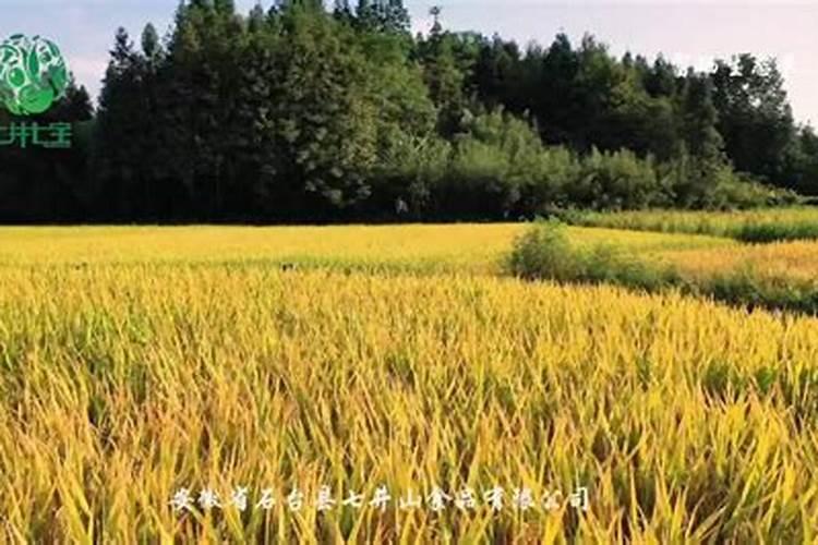 辽宁盘锦特产:盘锦大米