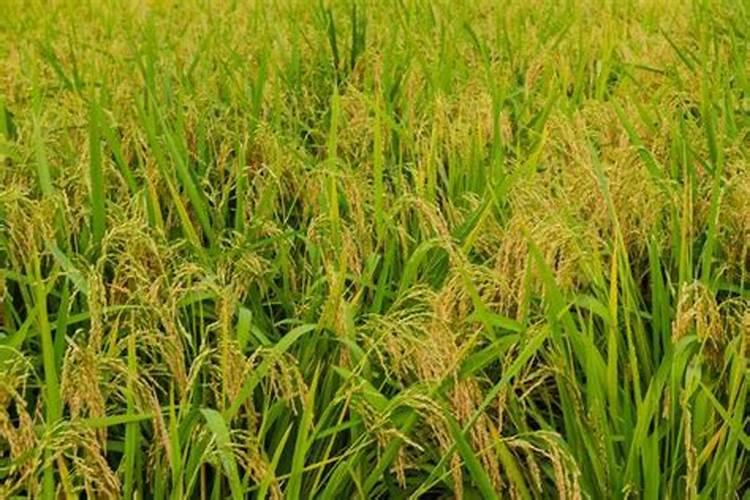 中国十大水稻种植基地 大型水稻种植地盘点 全国最大的水稻生产基地在哪...