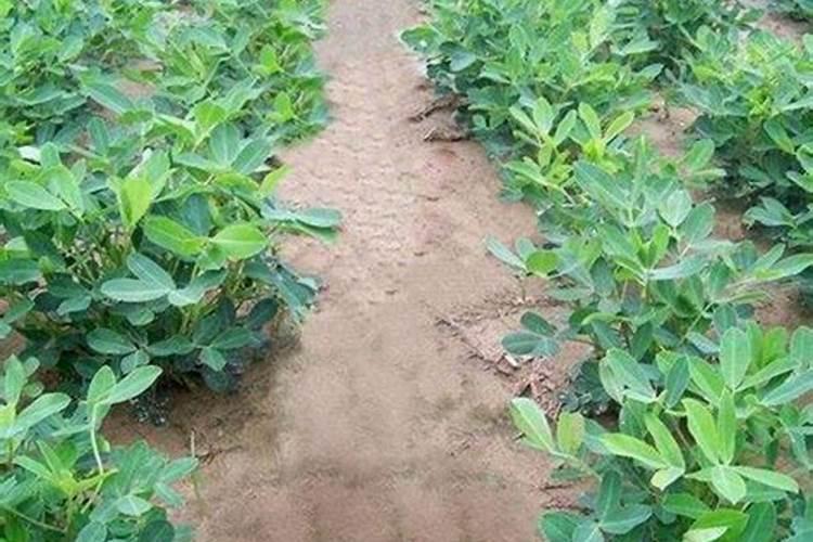 花生用什么复合肥比较好