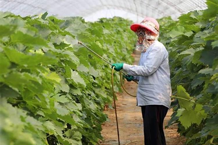 为什么花生巧施钙肥可高产？