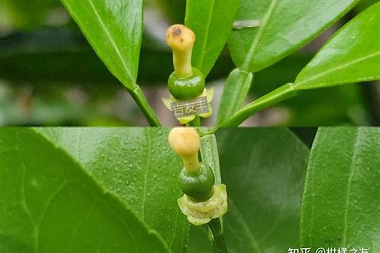 芸苔素十多效唑打小麦可以吗？