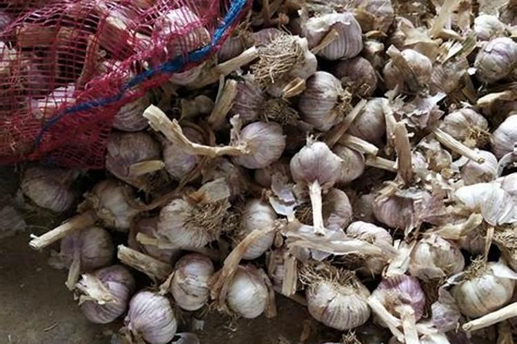 芸苔素打多了会怎么样,多效唑和芸苔素能一起喷吗