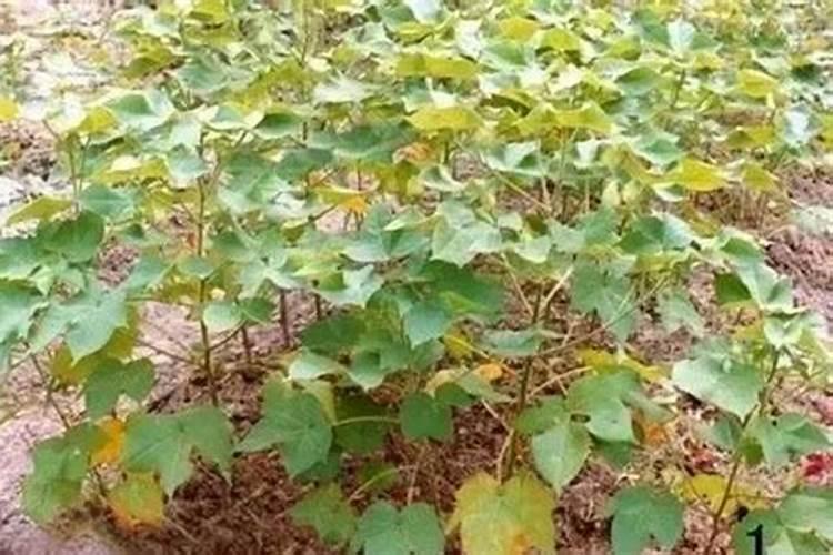 棉花钾肥什么时候上