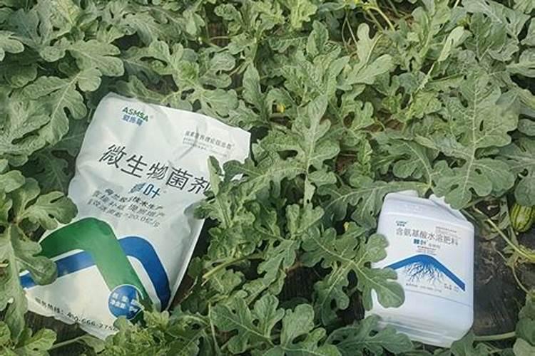 养花用什么代替肥料;盆栽肥料怎么用