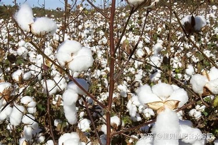 复合肥18一8一18是什么意思种芋头能用吗