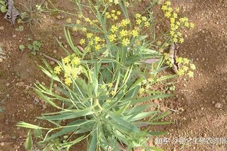 请问白俄罗复合肥氮磷钾都是15的多少钱一？