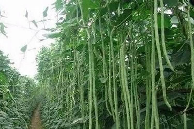 氮磷钾复合肥是什么肥料
