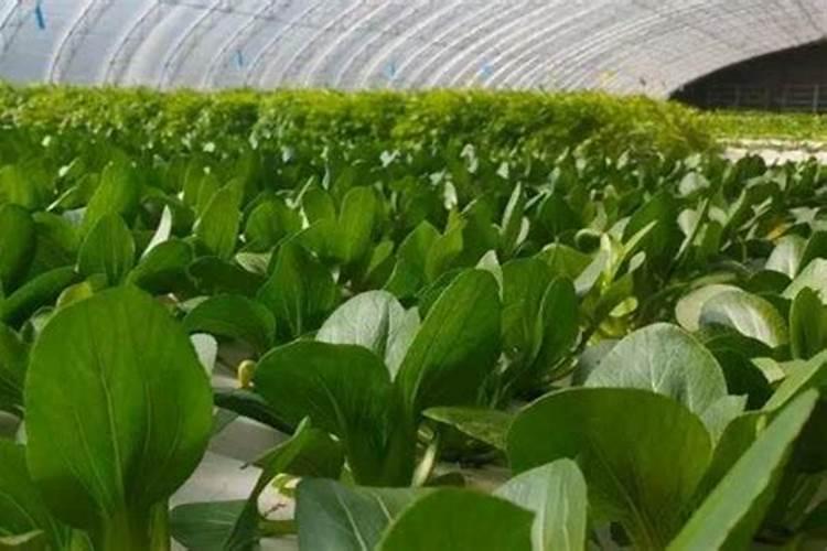 种植油菜为什么要施硼肥油菜啥时候施硼肥好
