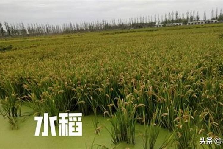 含钾最高的肥料有哪几种