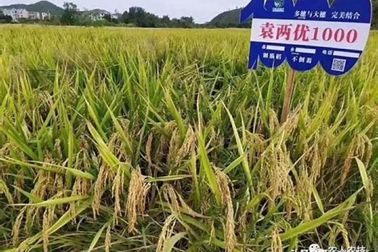 钾肥是什么肥料 钾肥是哪种肥料