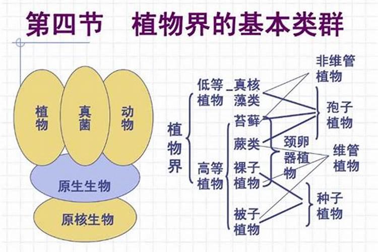 养花用底肥过多出现烧根肥害怎么办？