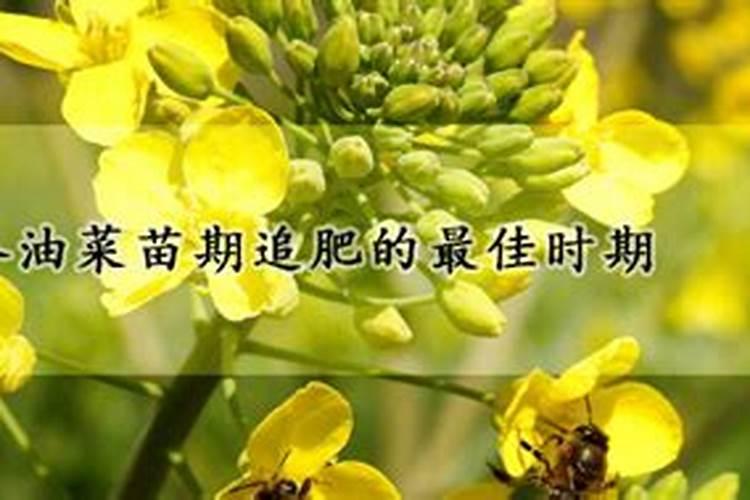 冬季油菜要追肥吗？具体在什么时间追肥呢？