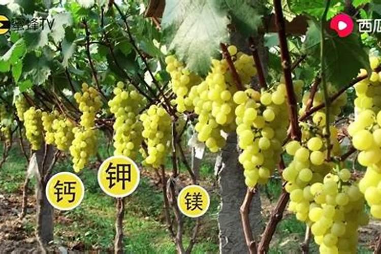 为什么要在葡萄生长的中后期使用钾肥？
