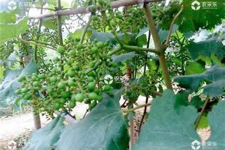葡萄树如何施肥葡萄树的施肥方法