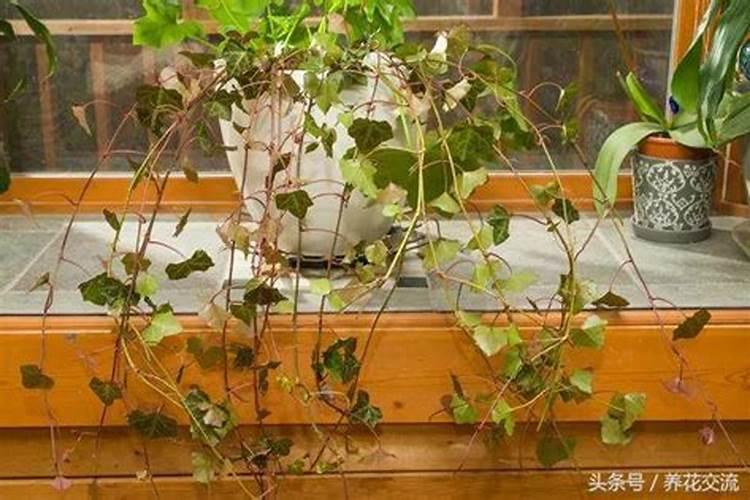 高钾肥料有什么作用,附正确的使用方法