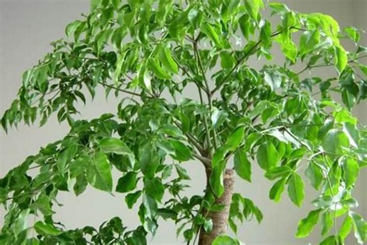盆栽花怎样用钾肥(钾肥浇花)