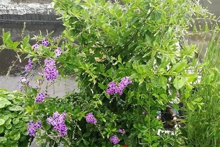 金露花的养殖方法和注意事项