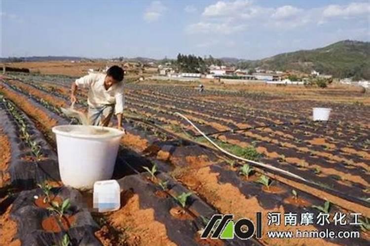 尿素可以水溶后施肥吗 尿素能水溶后施肥吗