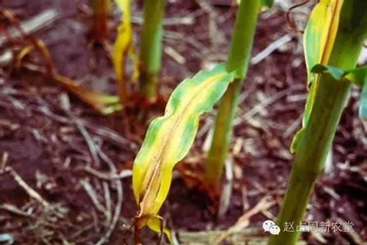玉米滴灌施肥方案 施肥技术及用量