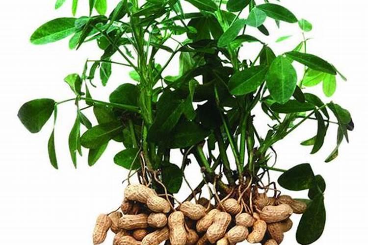 玉米种植膜下滴灌栽培技术 玉米怎么养殖能高产