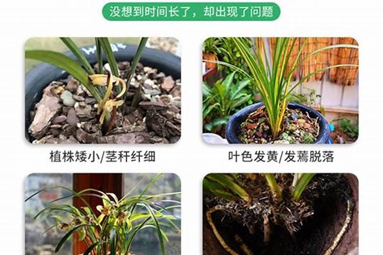 兰花专用肥有哪些