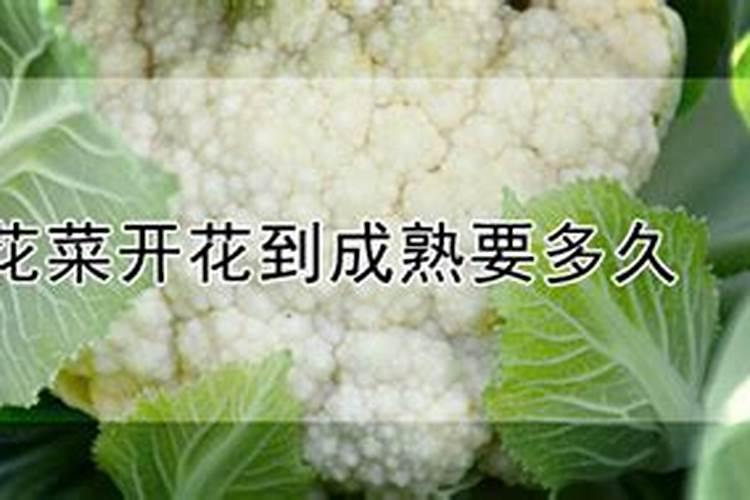 小麦肥料的最佳配方 氮磷钾的比例是多少