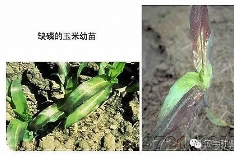 玉米缺肥的症状及原因是啥？