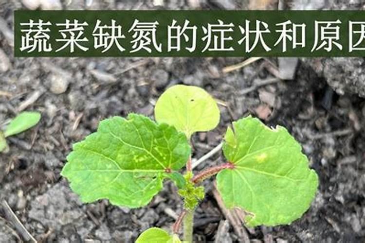 打叶面肥多久下雨不影响效果