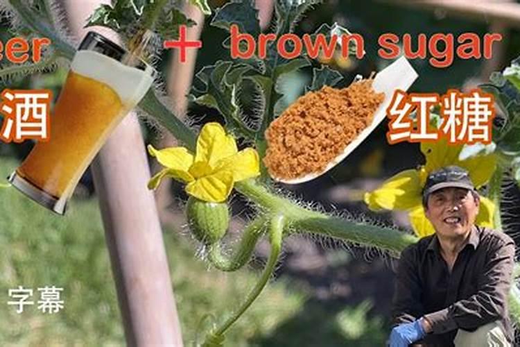 施什么肥可以促进开花施什么肥能促进开花