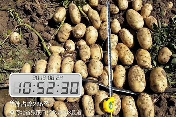 种油菜籽用什么肥料最好 栽油菜施什么肥产量高