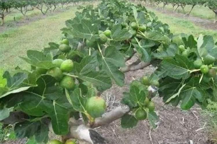 种油菜籽用什么肥料最好