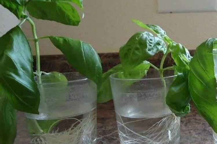 柿子树浇水正确方法