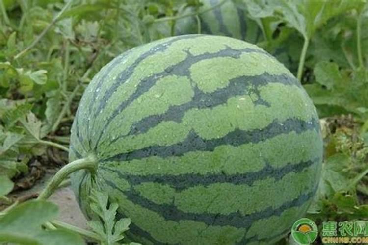 柿子树开花的时候可以浇水吗？