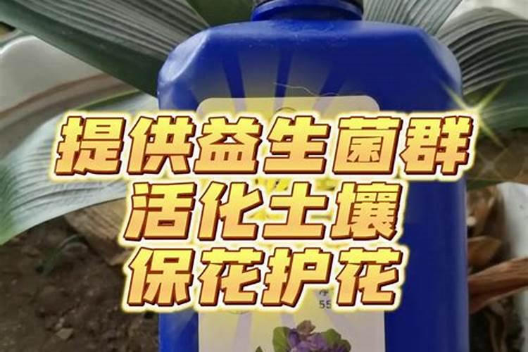 玫瑰花用什么肥料？