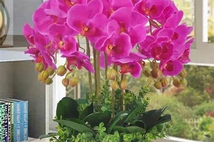 茉莉花怎么施肥,施什么肥