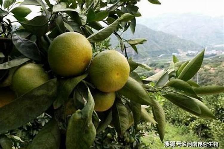 生根剂怎么使用？