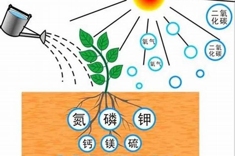 我用瓶子来泡花生饼沤肥时,怎么总有臭味呀？