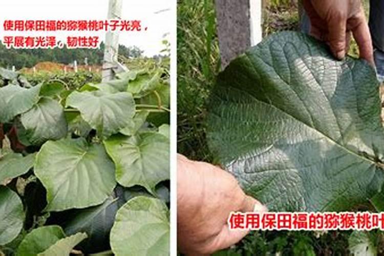 韭菜最忌三种肥